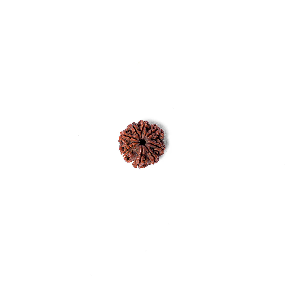 8 Mukhi Rudraksha Abhimantrit