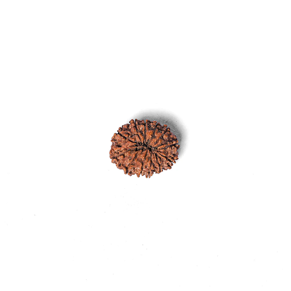 12 Mukhi Rudraksha Abhimantrit