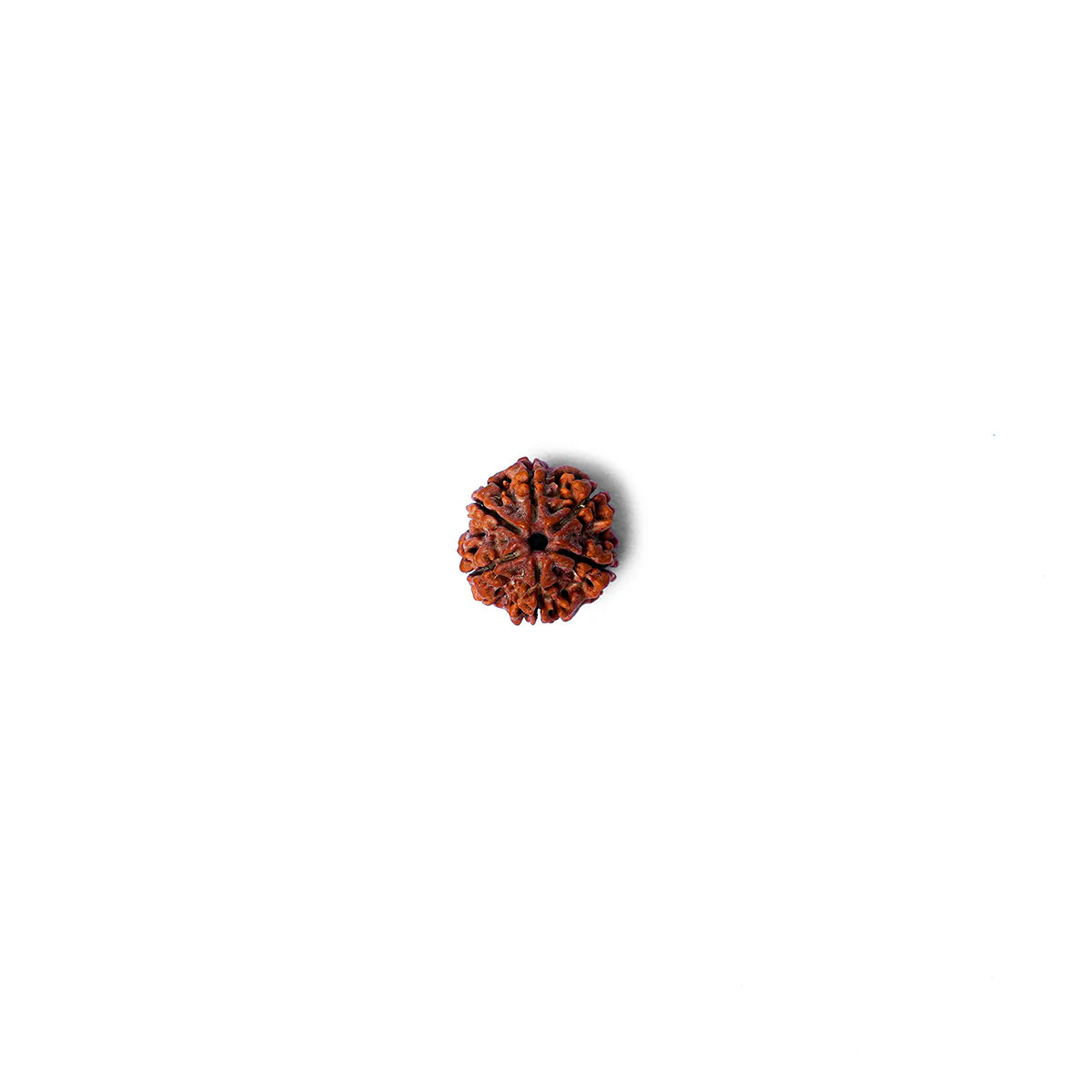 6 Mukhi Rudraksha Abhimantrit