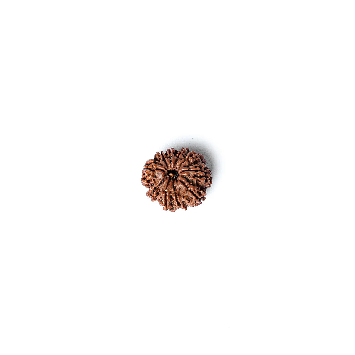 10 Mukhi Rudraksha Abhimantrit