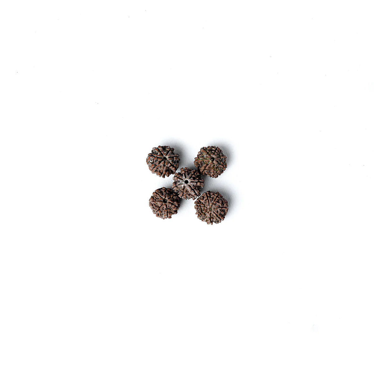 7 Mukhi Rudraksha Abhimantrit