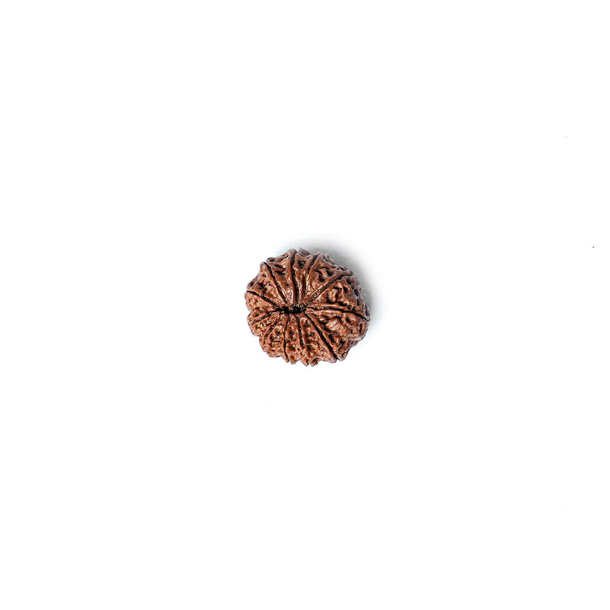 11 Mukhi Rudraksha Abhimantrit
