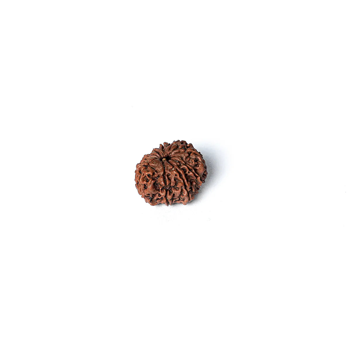 10 Mukhi Rudraksha Abhimantrit