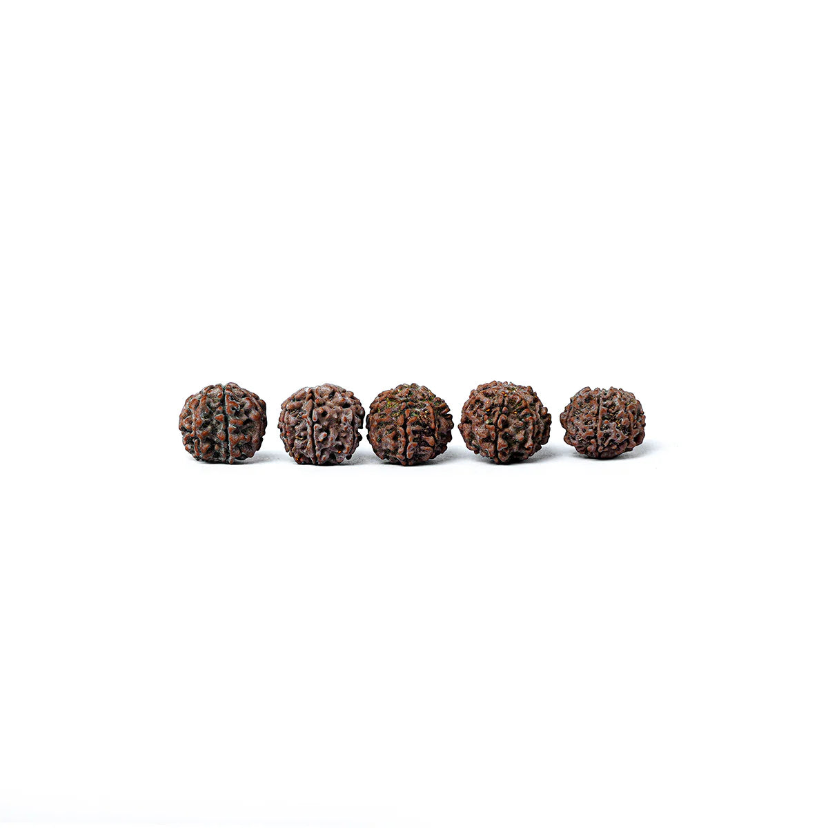 7 Mukhi Rudraksha Abhimantrit