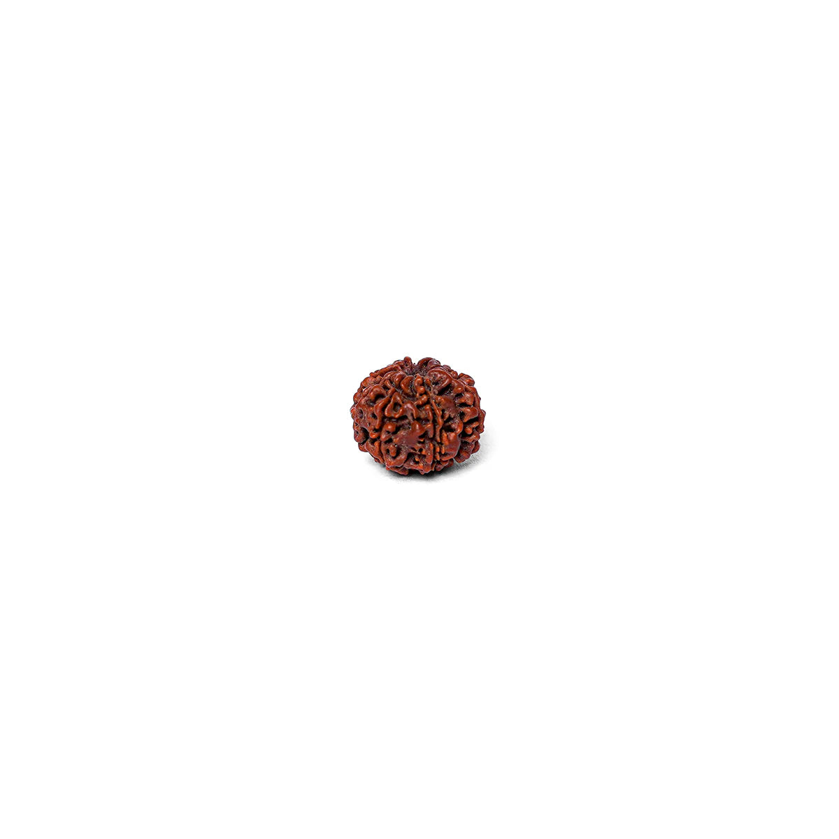 8 Mukhi Rudraksha Abhimantrit