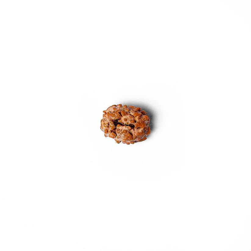 2 Mukhi Rudraksha Abhimantrit