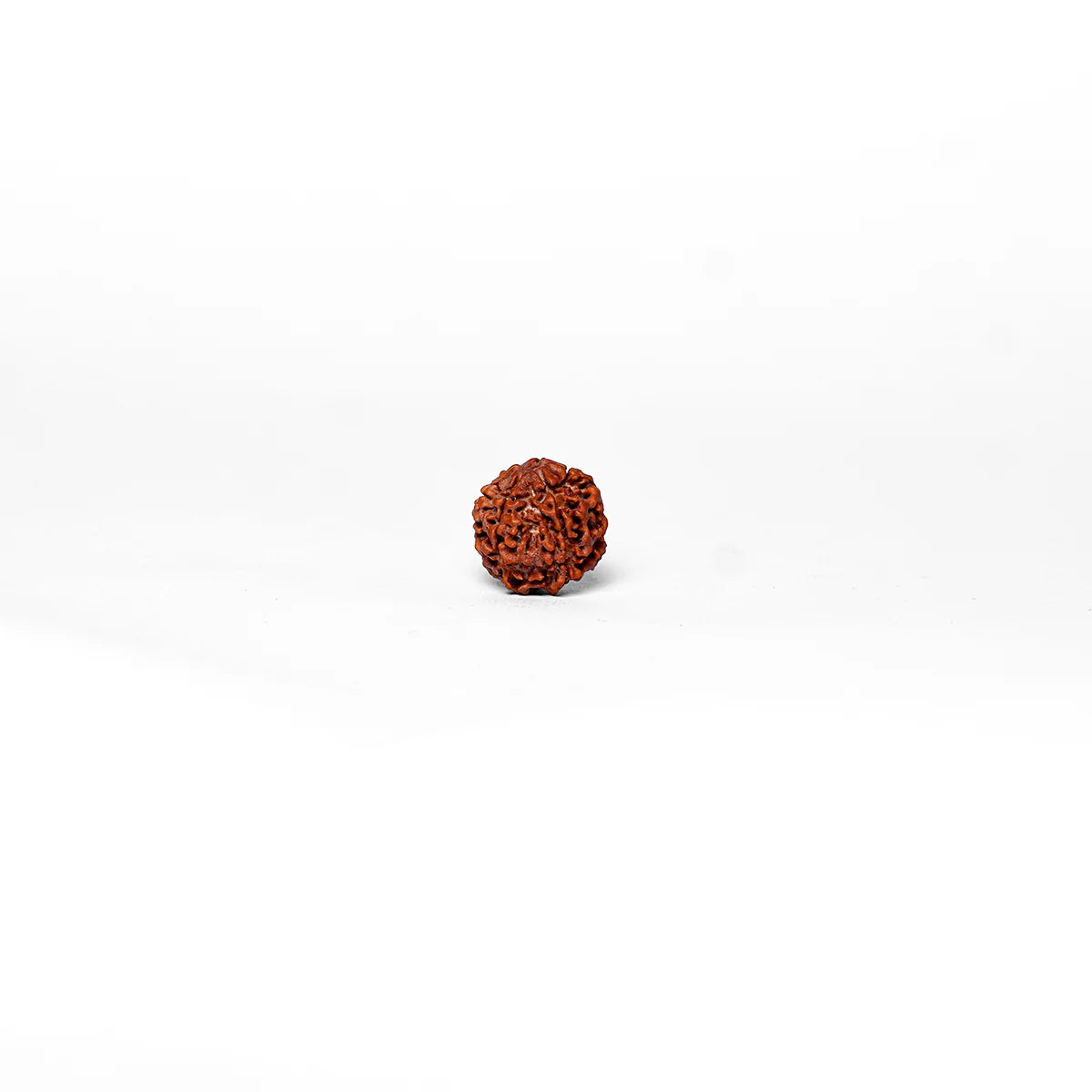 6 Mukhi Rudraksha Abhimantrit