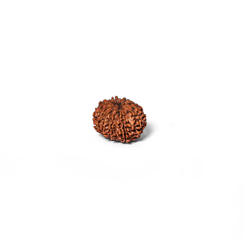 12 Mukhi Rudraksha Abhimantrit
