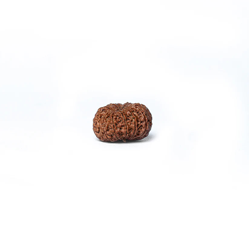 11 Mukhi Rudraksha Abhimantrit