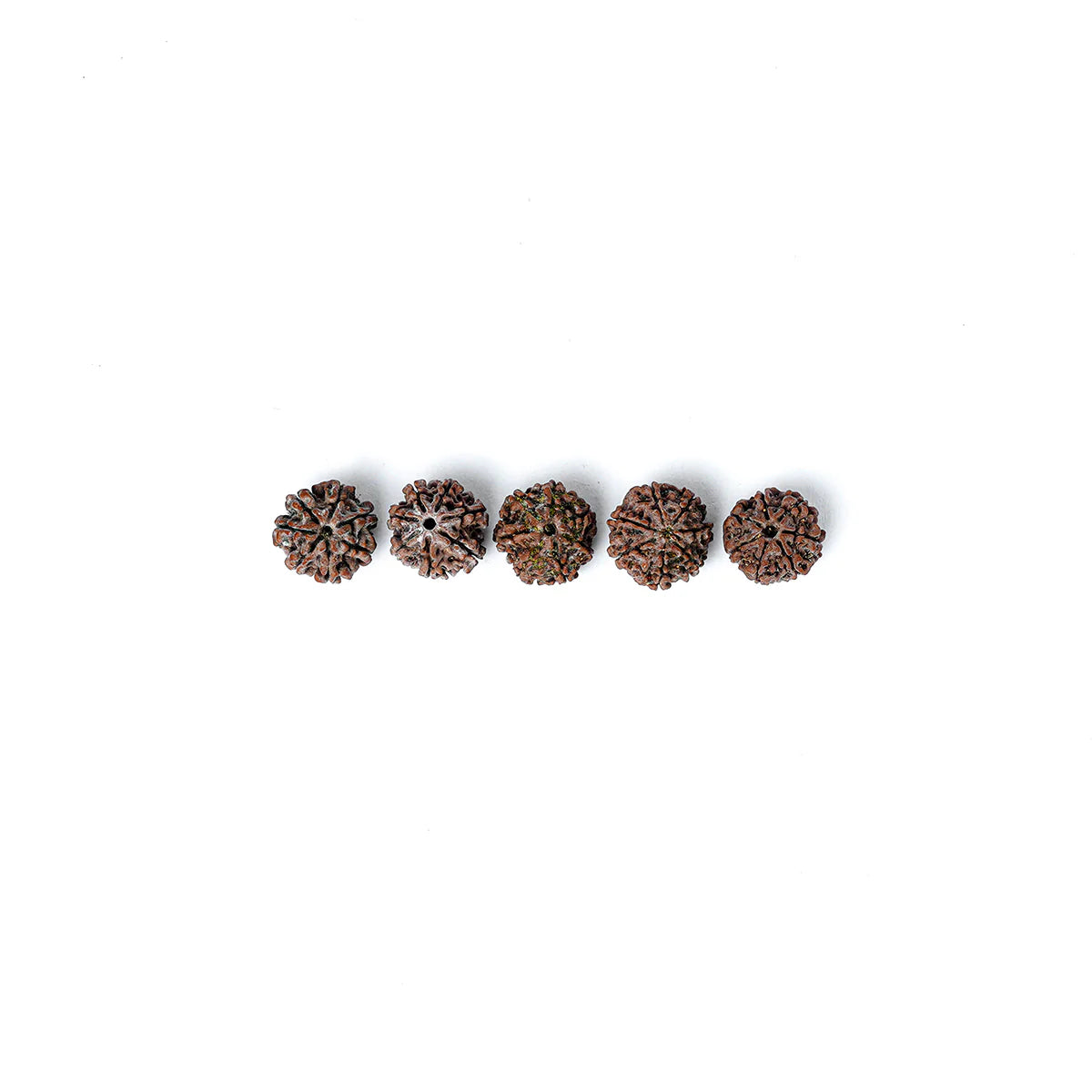7 Mukhi Rudraksha Abhimantrit