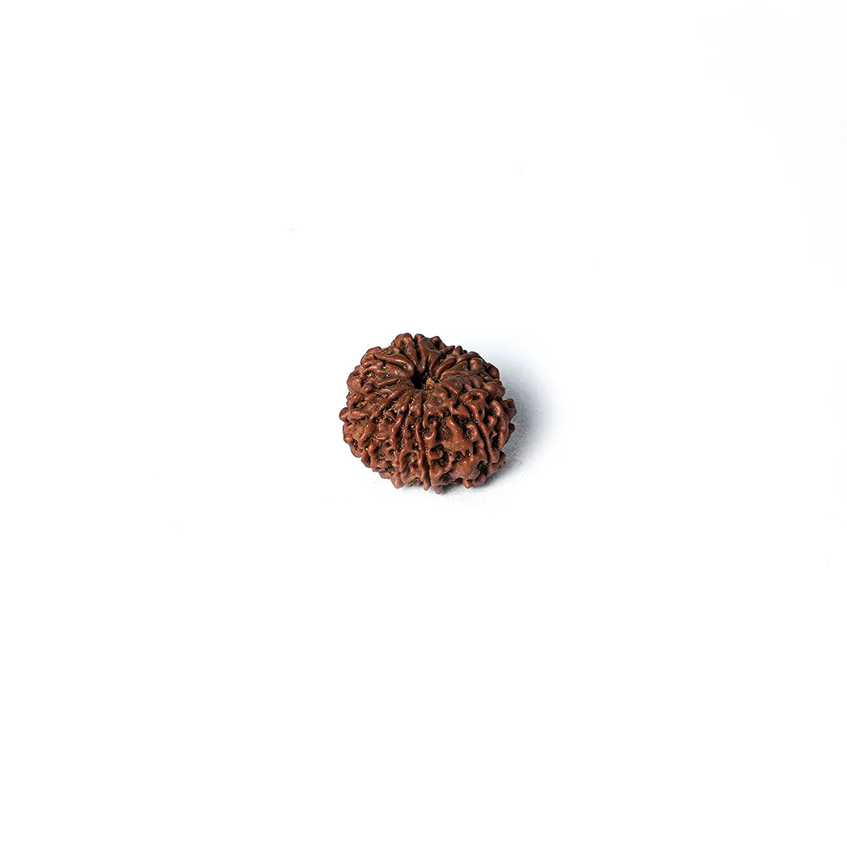 10 Mukhi Rudraksha Abhimantrit