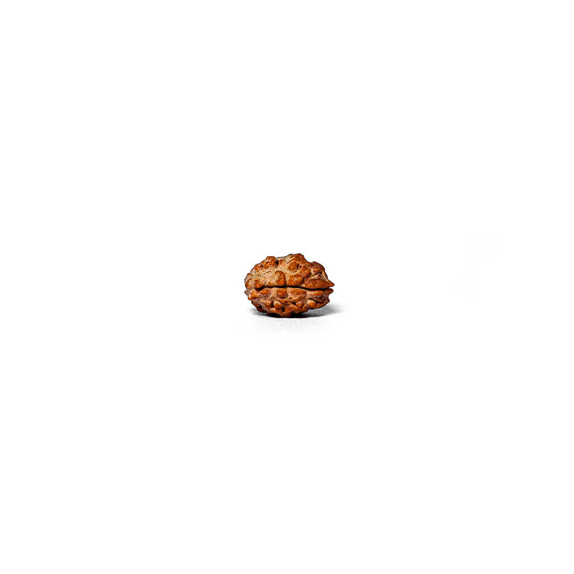 2 Mukhi Rudraksha Abhimantrit