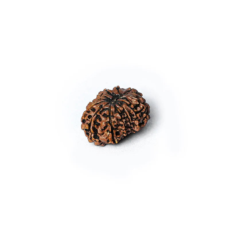 14 Mukhi Rudraksha Abhimantrit