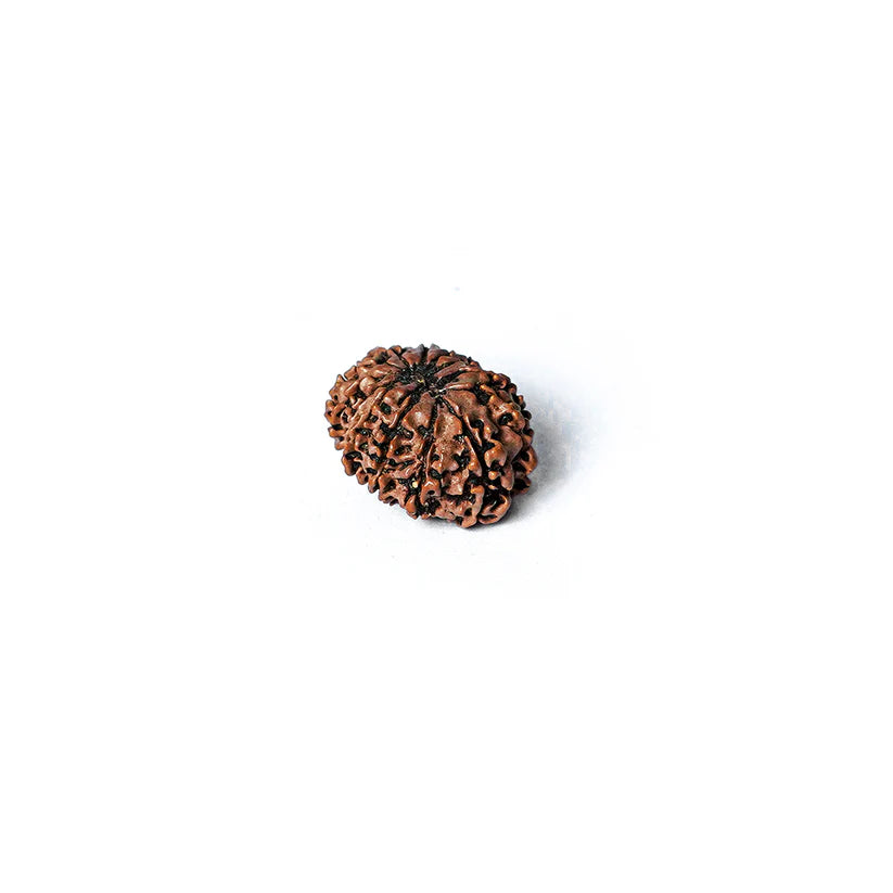 14 Mukhi Rudraksha Abhimantrit
