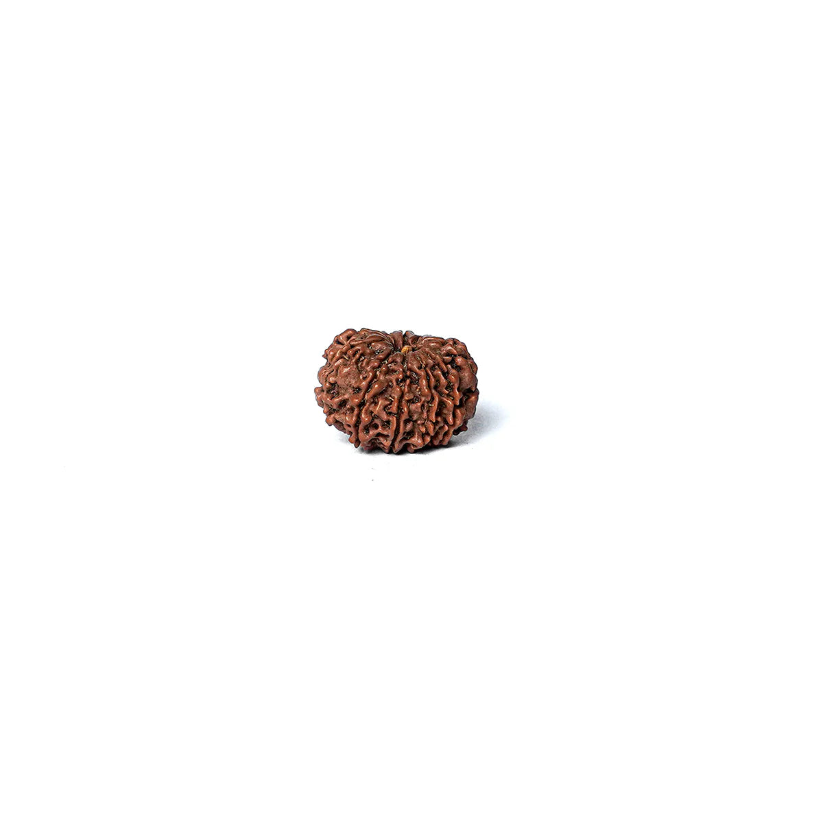 10 Mukhi Rudraksha Abhimantrit