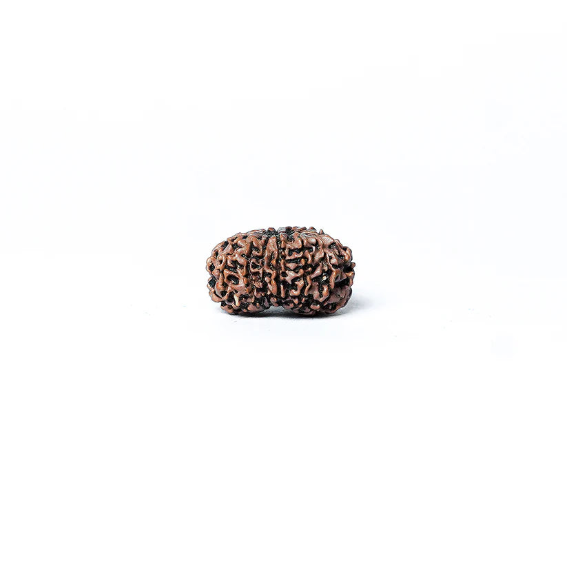 14 Mukhi Rudraksha Abhimantrit