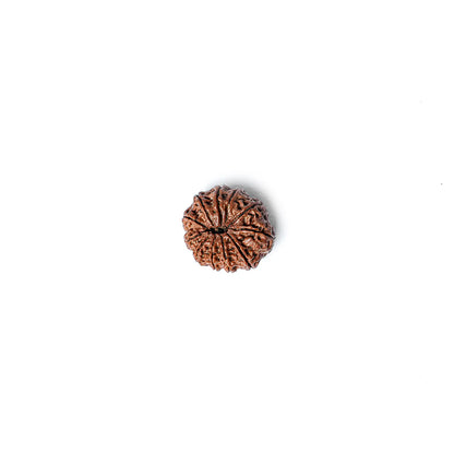 11 Mukhi Rudraksha Abhimantrit