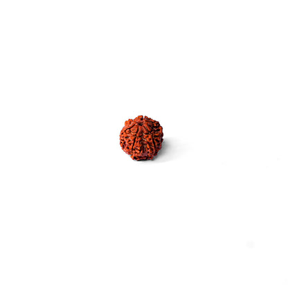 6 Mukhi Rudraksha Abhimantrit