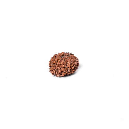 12 Mukhi Rudraksha Abhimantrit