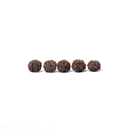 7 Mukhi Rudraksha Abhimantrit